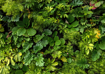 Plant wall, living wall